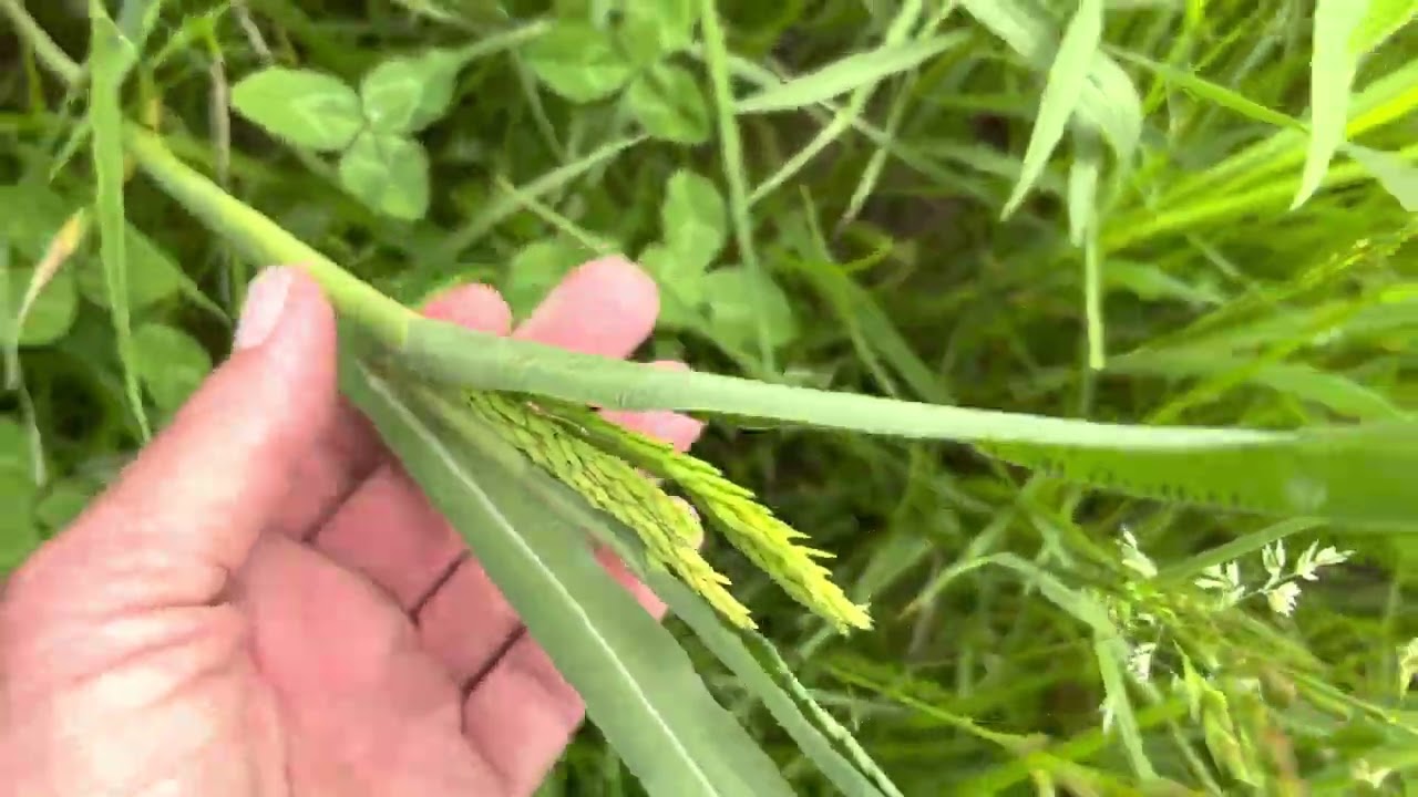 Eastern Gama Grass is king of the warm season grasses.
