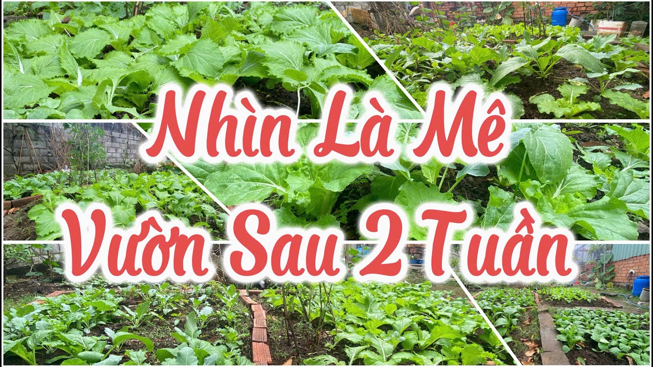 Làm Vườn: Kết Quả Sau Hơn Nửa Tháng - U Mê Không Lối Thoát  #lamvuon #gardening #growagarden
