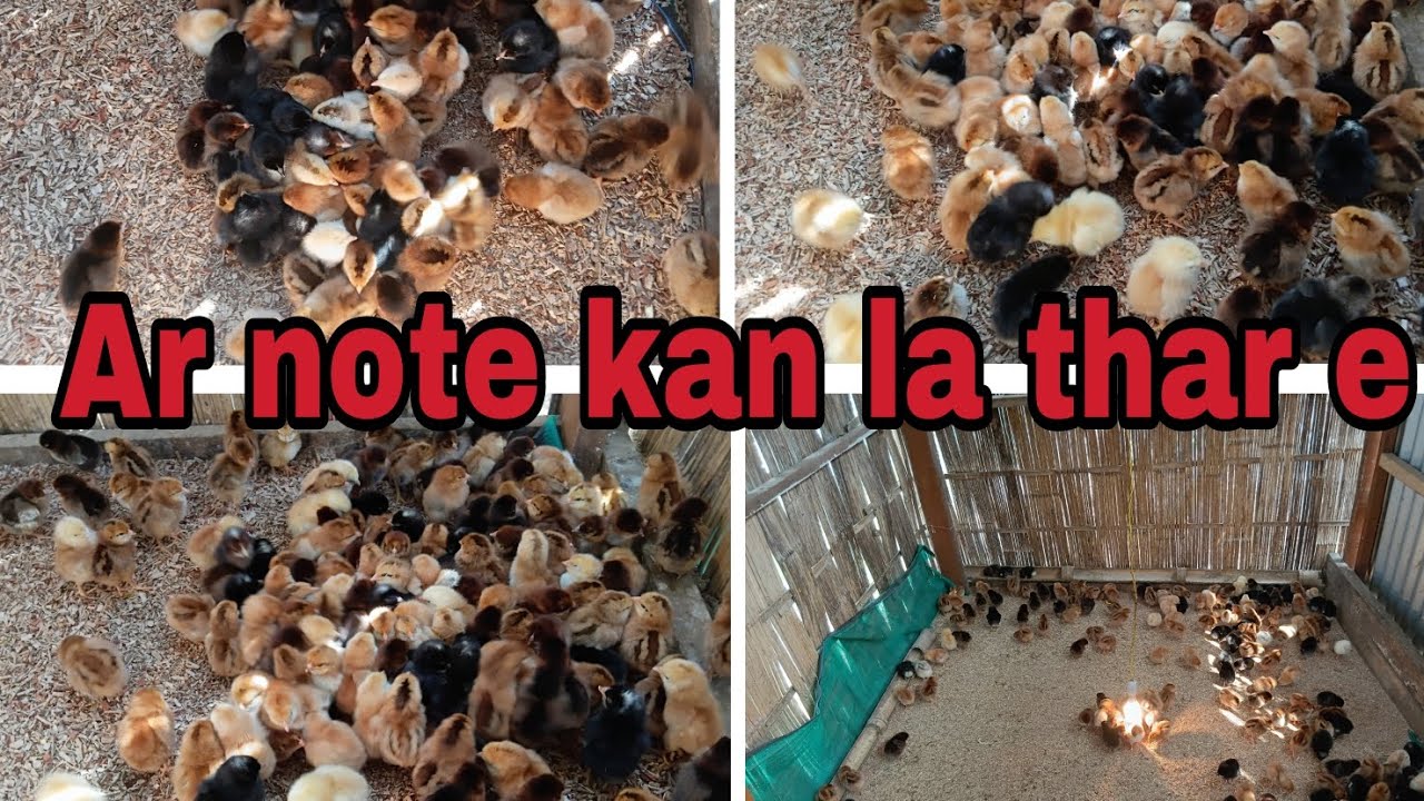 Ar note thar, ZPDS atangin kan la e || OPA FARM