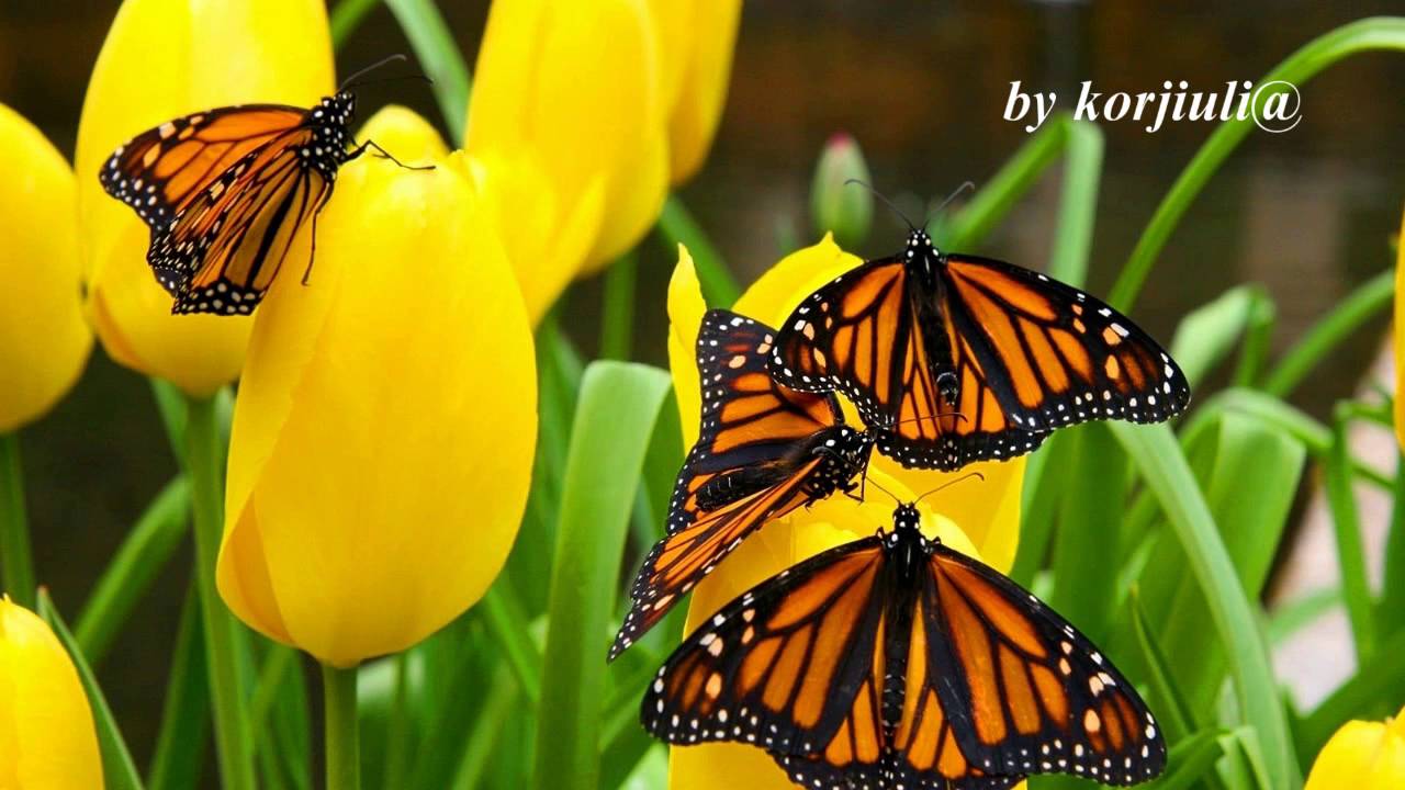 ☼ SUMMER ❀ ЛЕТО ☼ МУЗЫКА ДЛЯ ДУШИ (｡◕‿◕｡)❀ИГОРЬ КРУТОЙ!
