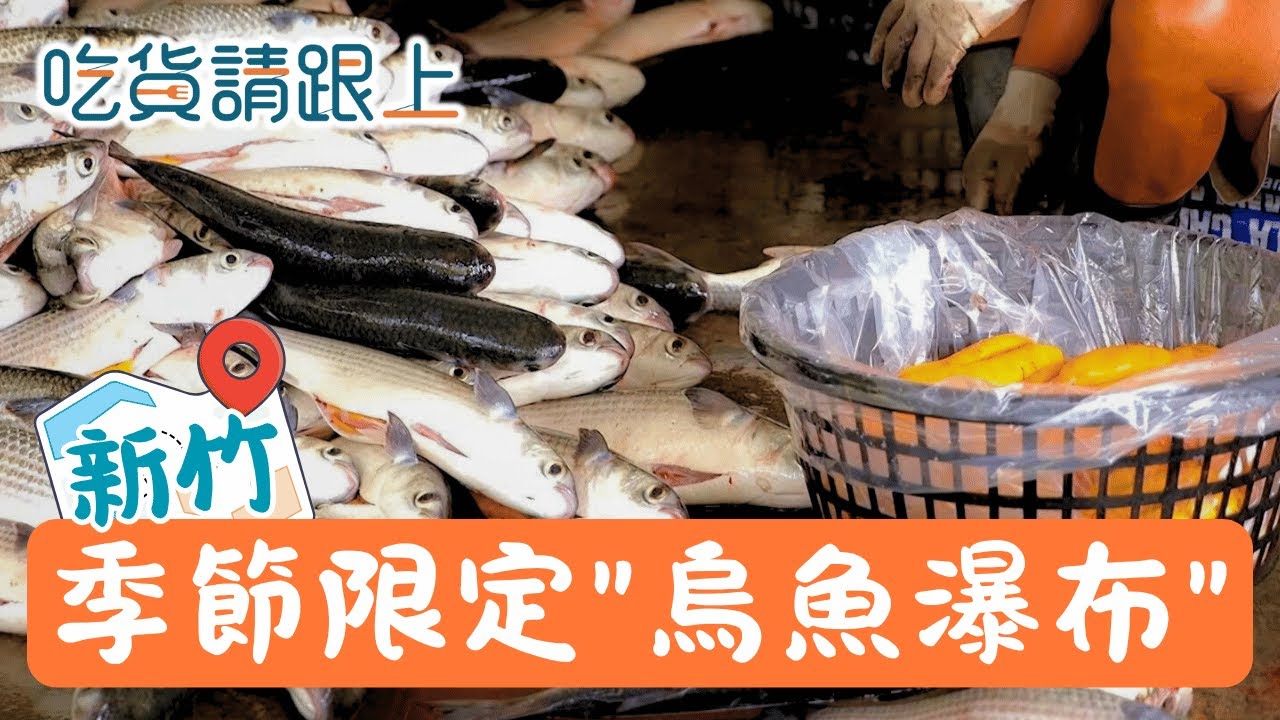 直擊！竹北季節限定「烏魚瀑布」超壯觀！現抓現取烏魚子！漁民曝：在水中多「關鍵1步」去腥更鮮甜│【吃貨請跟上】20251201│三立iNEWS