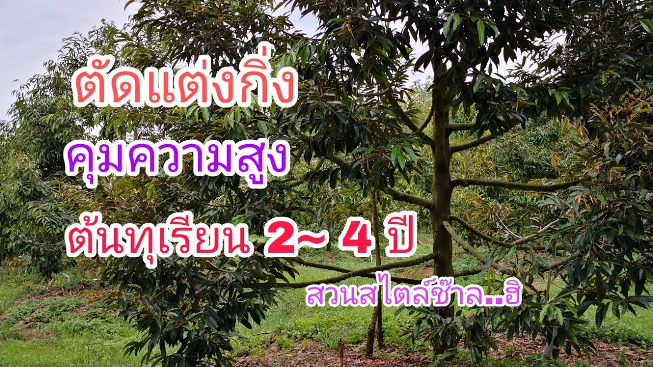 JN-EP22 เทคนิคการตัดแต่งกิ่งทุเรียนที่ปลูกต้นพันธุ์กิ่งข้าง คุมทรงพุ่ม ทุเรียนอายุ 1-4 ปี สไตล์ช๊าล