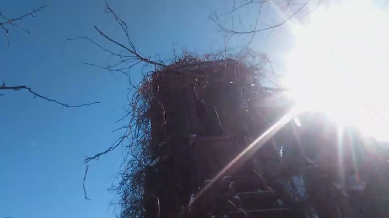 Морят голодом собачку Дору в закрытом вольере