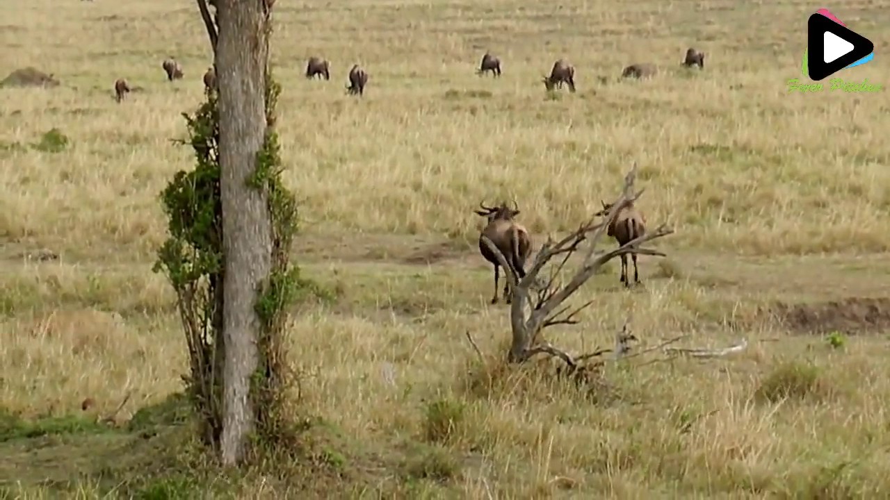 815 leopard Attacks Wildebeest Calf 1 05