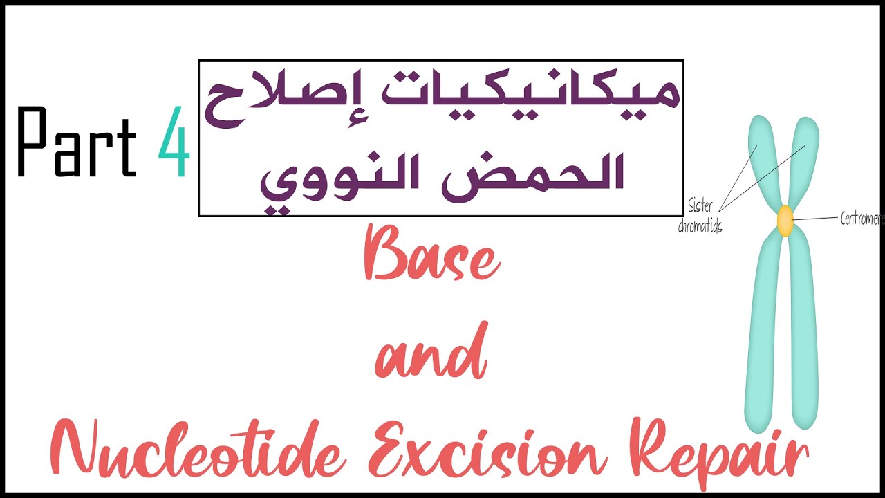 ميكانيكيات إصلاح الحمض النووي (DNA Damage & Repair ) | Base and Nucleotide Excision Repair