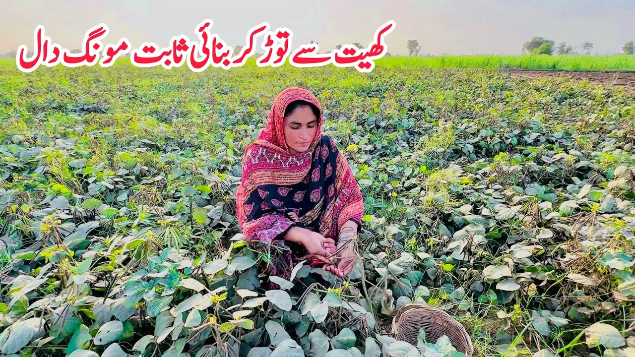 Organic Farming by Village Woman, Mong Ki Daal 🏚️🥗