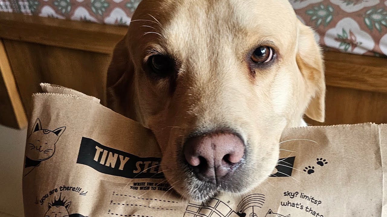 LIVE STREAM 🔴 hello guys namaste everyone how are you all ☕️🍪💥 #doglover #virallivestream #labrador