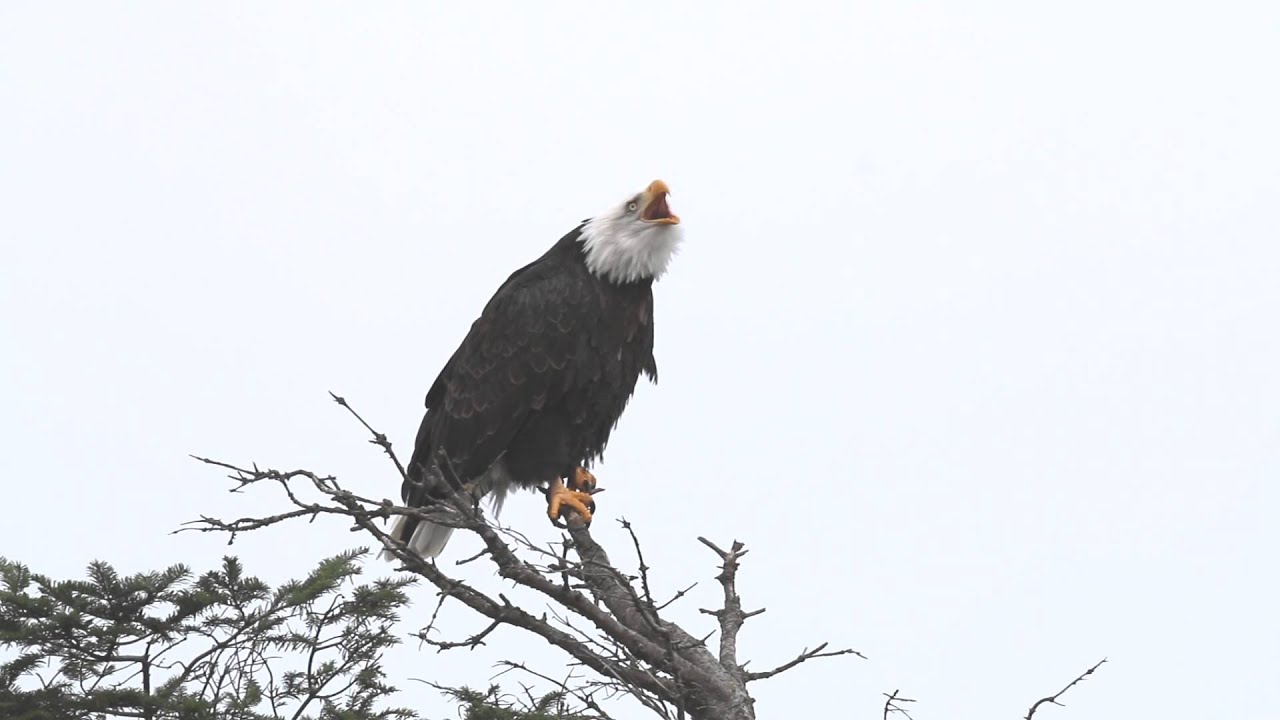 Bald Eagle, Calling to Her Mate