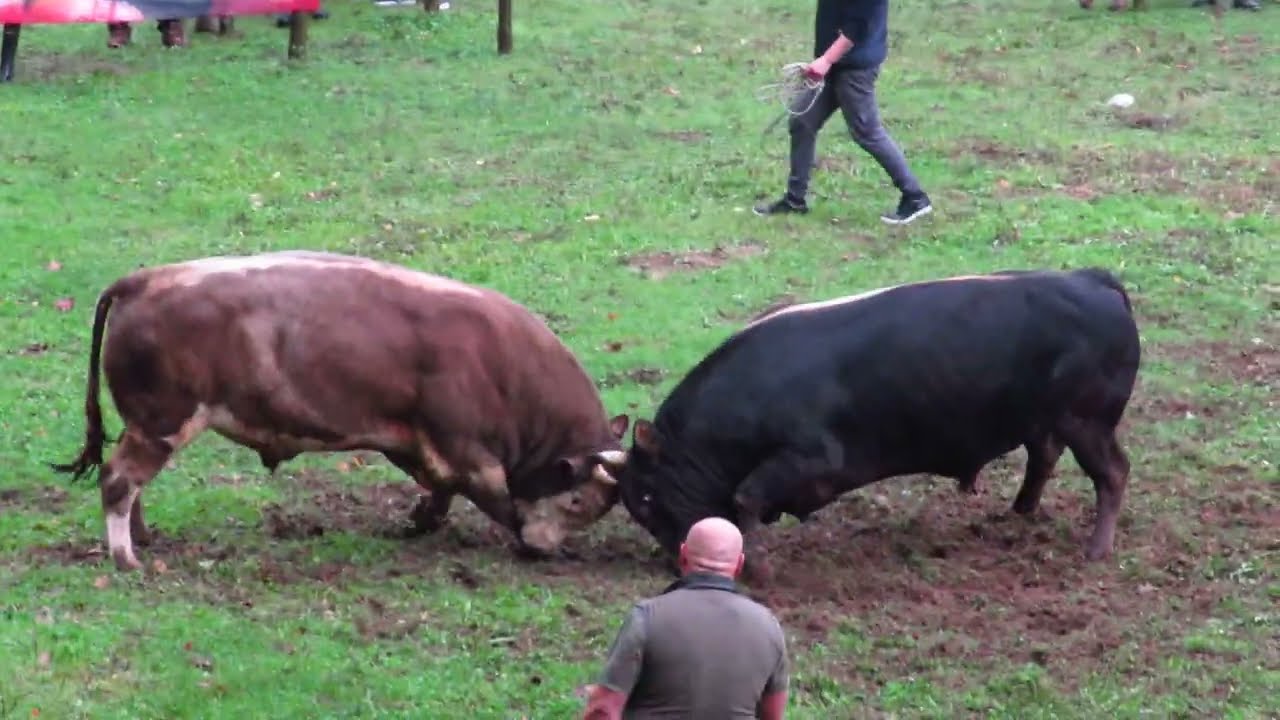 Kobra od Sakib Pičar vs Čupo od Faruk Hrnjić Babin Potok