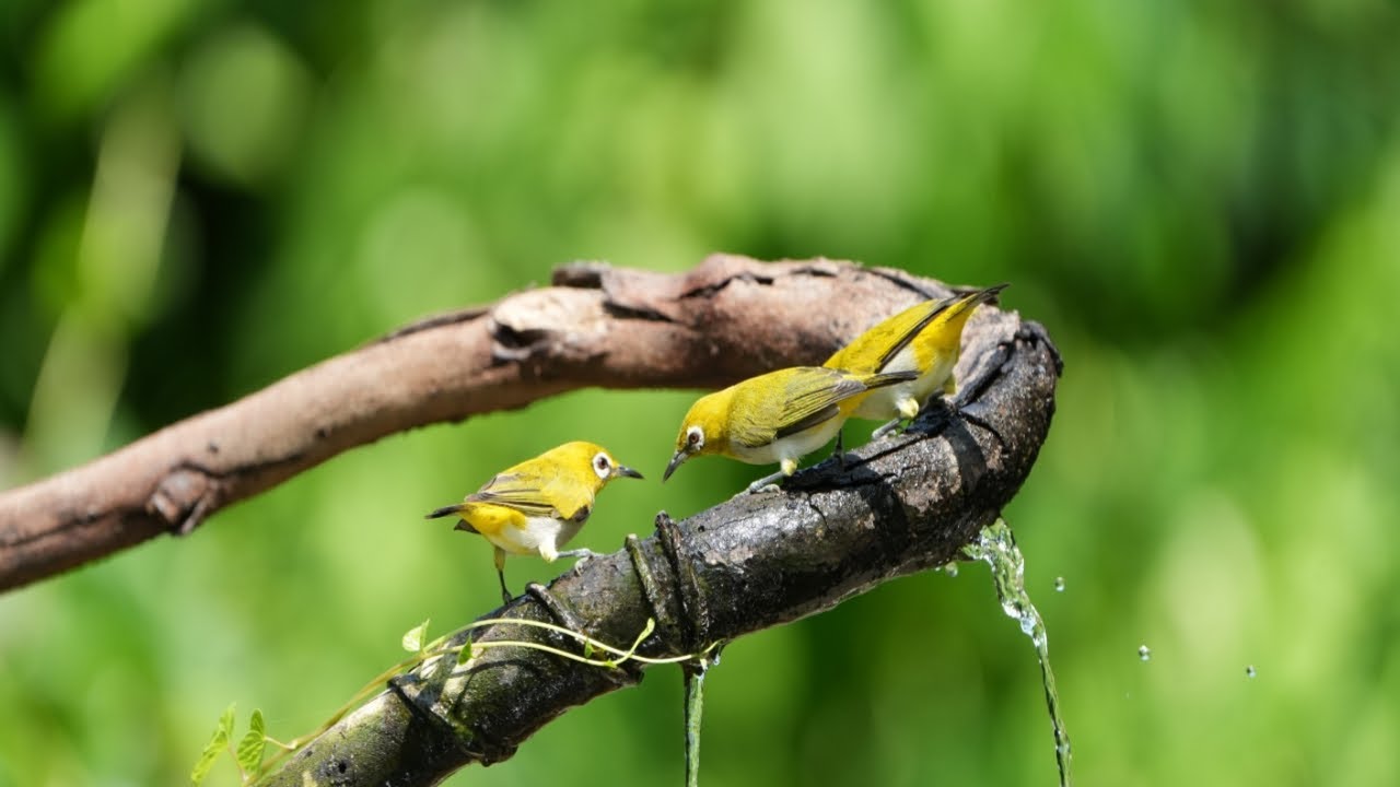 Lowland white-eye birds Have fun visiting the water. [ Review Bird Nest ]