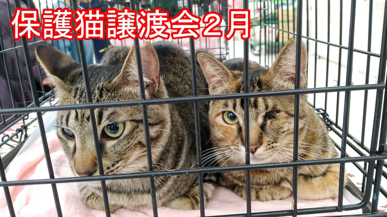 【譲渡会】保護猫譲渡会2026年2月15日【群馬】