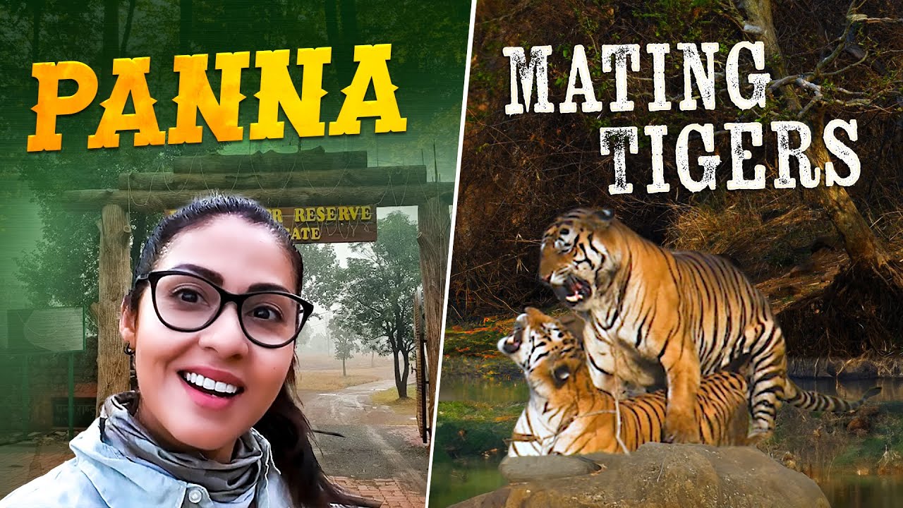 Tigers Mating | Rare Sighting | Panna Tiger Reserve | 