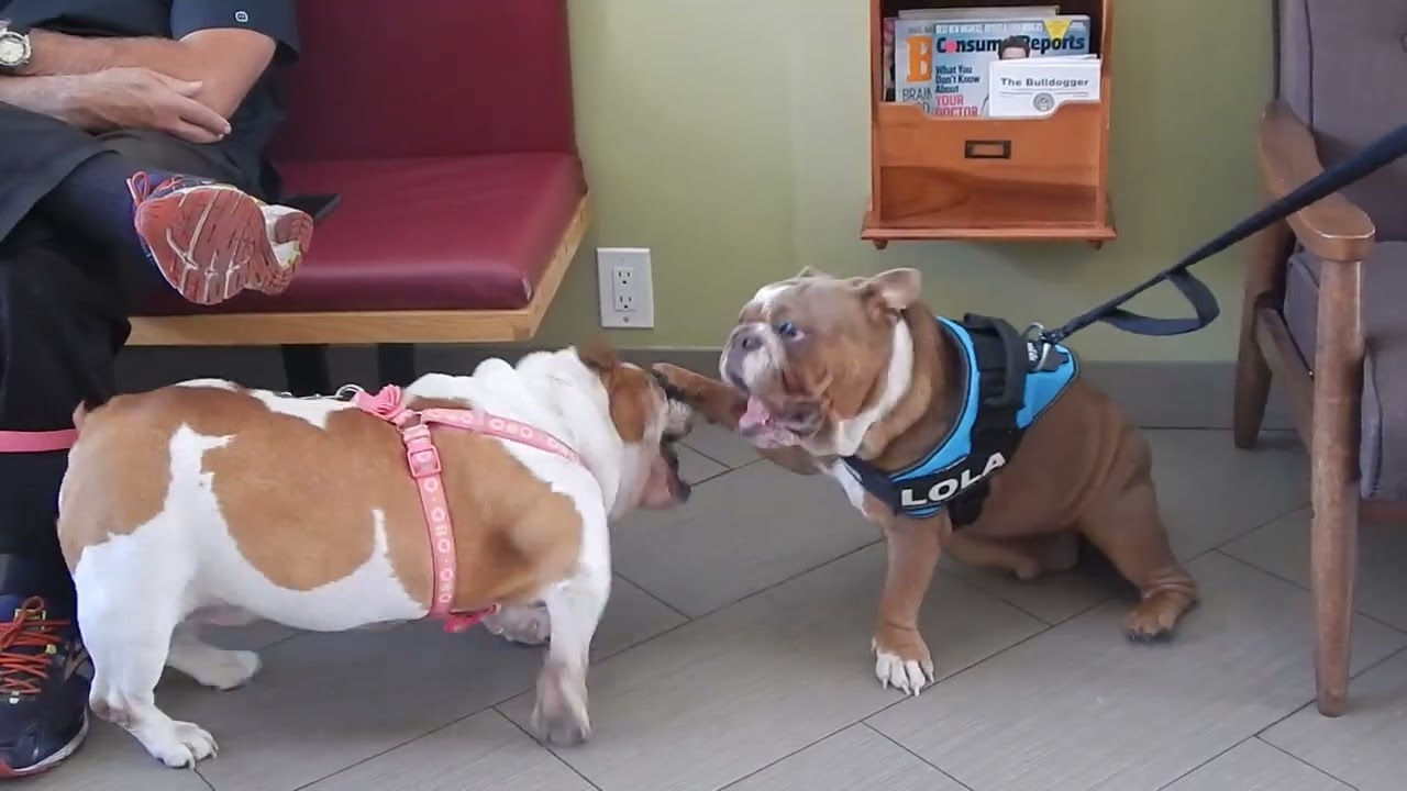 Tough Guys Playing at hospital reception @ Dr.  Kraemer Vet4Bulldog Bully Specialist