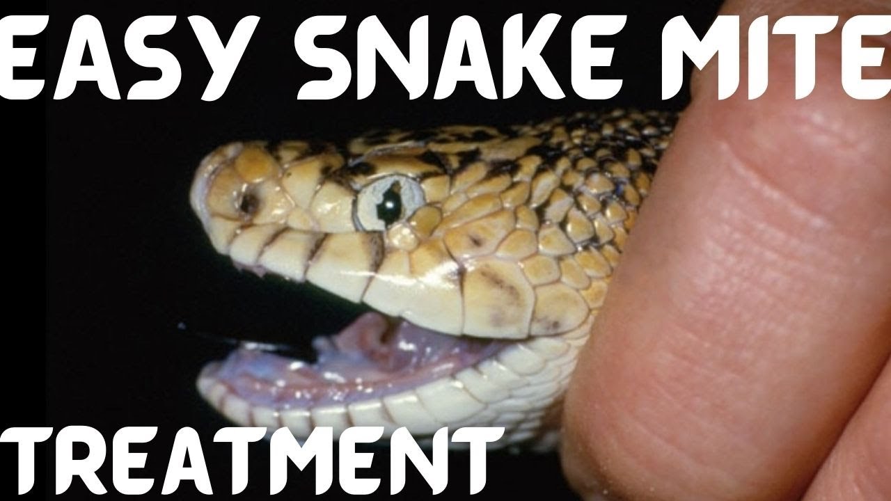 Easy Way To Treat Snake Mites