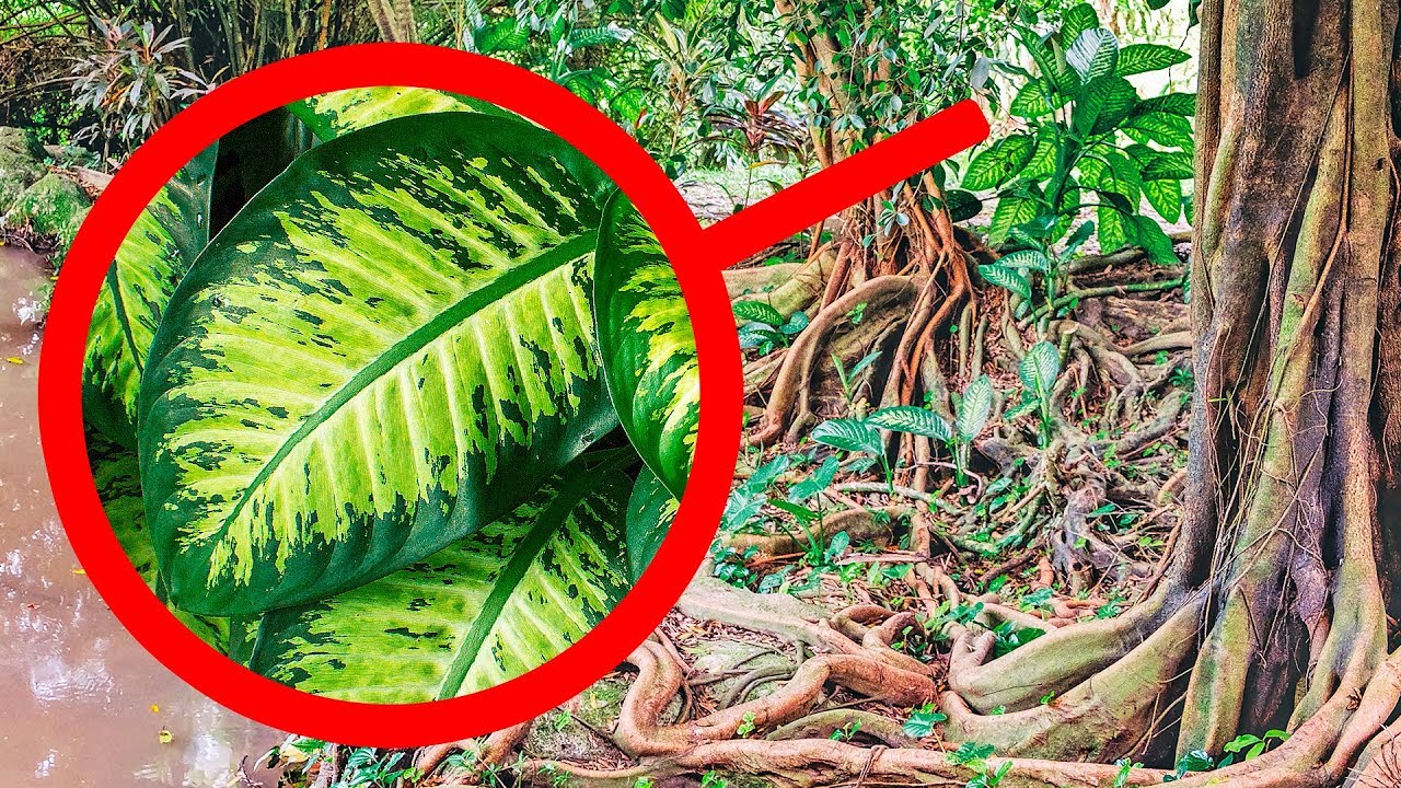 If You See One of These Plants, Don't Touch It