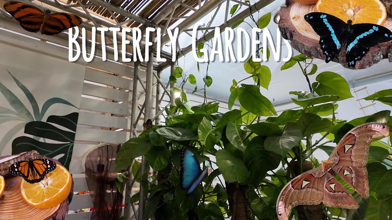 Vlog - My Trip to the Butterfly Gardens