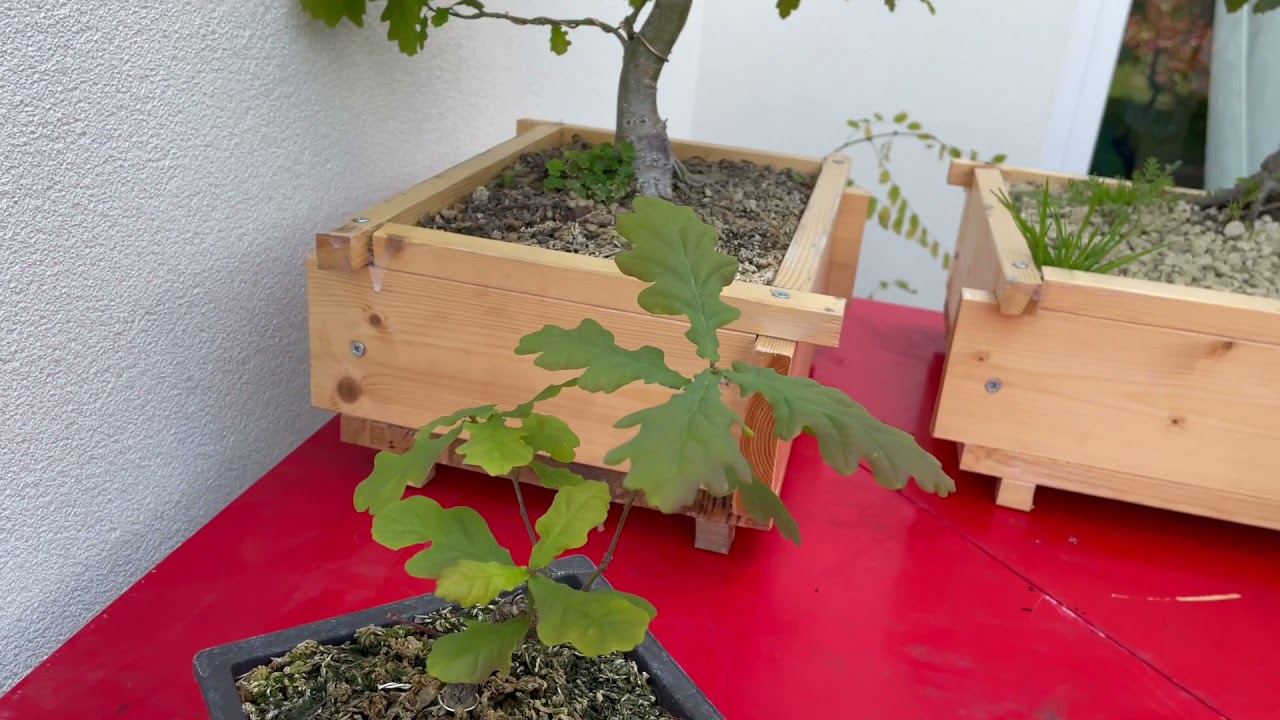 Speciale 100 iscritti - Querce bonsai