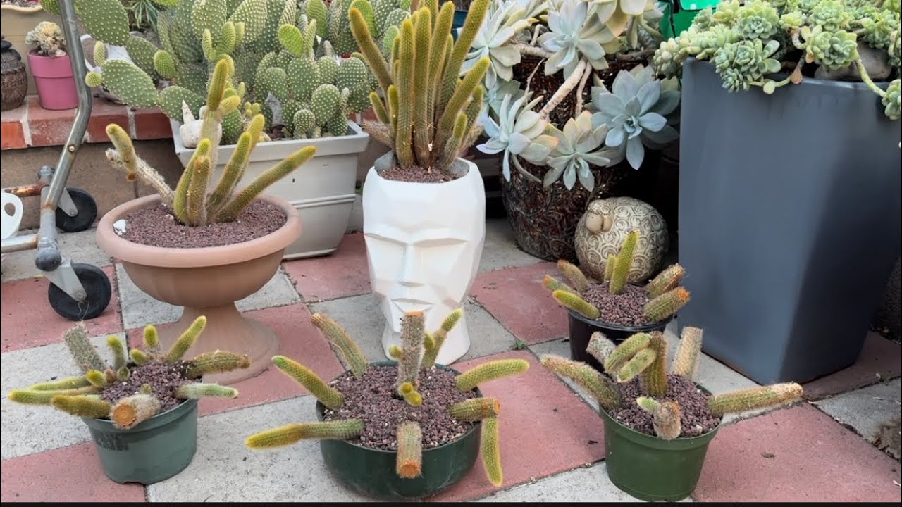 Propagation of the Golden Rat  Tail