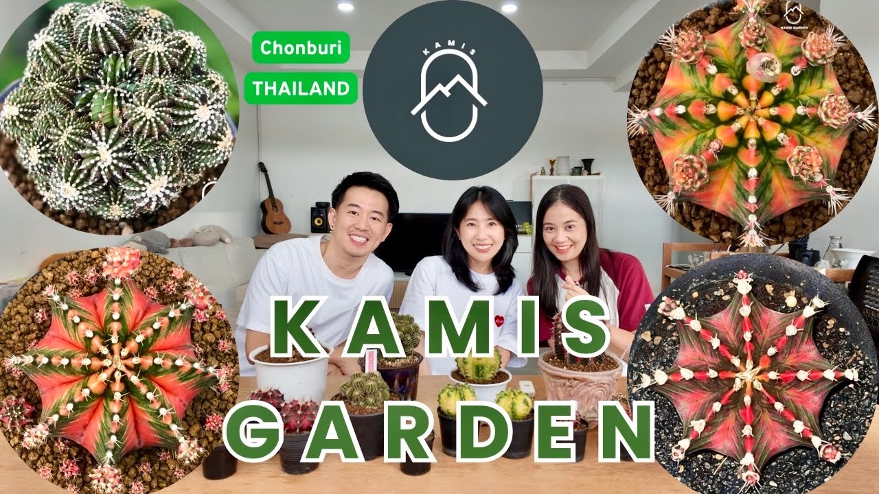 Tour Cactus Farm : 🌵✨Kamis Garden @Chonburi, Thailand. Beautiful of Gymnocalycium variegated.