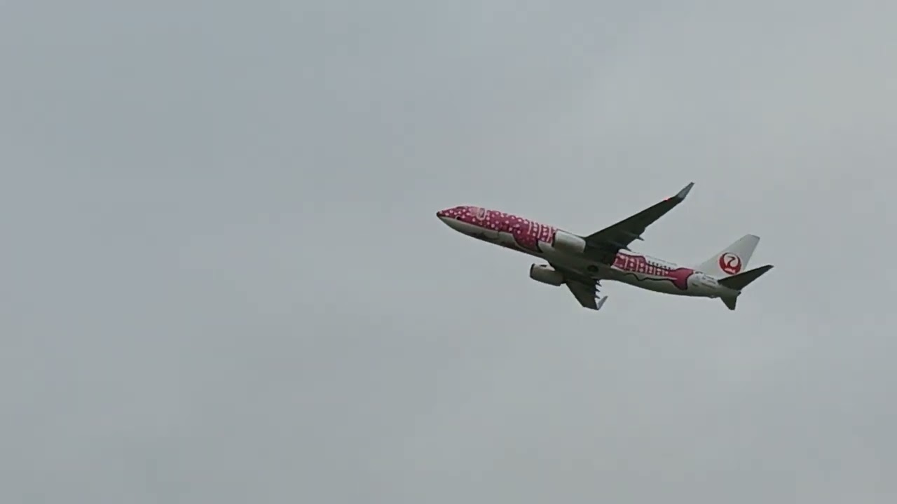 仙台空港を離陸する日本トランスオーシャン航空のさくらジンベエ#b737 #jta #ジンベエ #fishair
