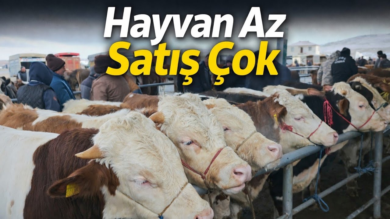 🐞🇹🇷 SORGUN CANLI HAYVAN PAZARI 26 Şubat Perşembe 🇹🇷🌹