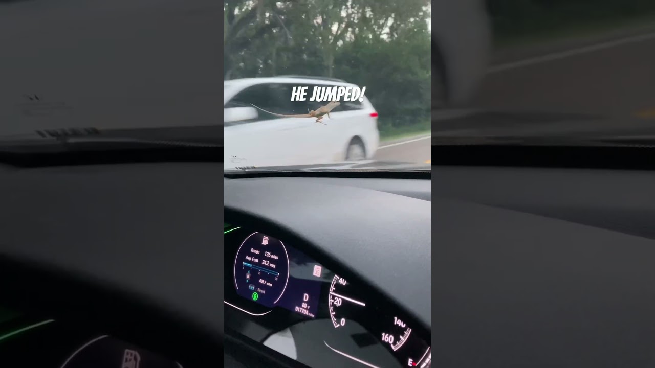 Lizards are EVERYWHERE in Florida! Even on your cars😂 #lizard #funny #floridalife #shorts