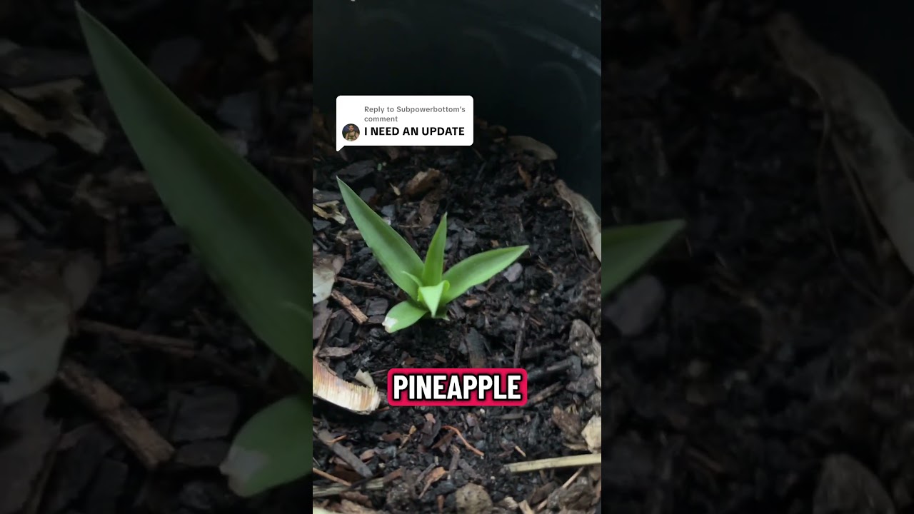 Pink pineapple update #pinkpineapple #pineappleplant #pineapple #andrethefarmer #growyourownfood