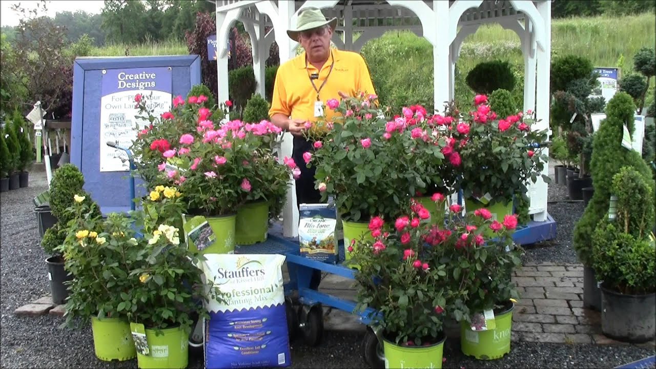 How to Care for Knock Out Roses