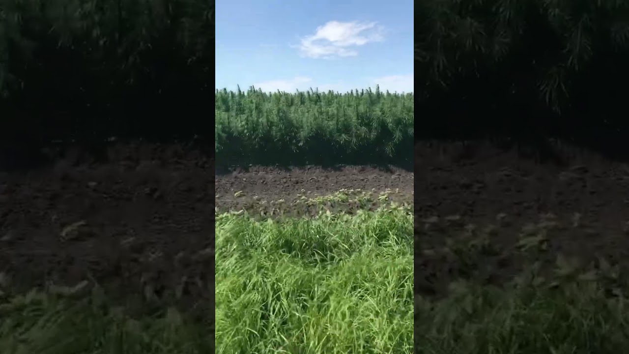 On my #journey West, I discovered a plantation of #marijuana