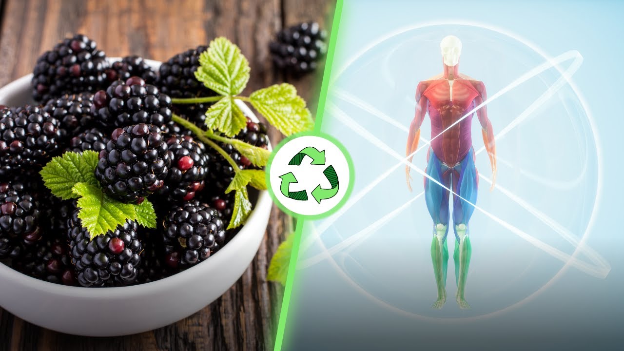Diese Wirkung erzielen Brombeeren in deinem K&ouml;rper!