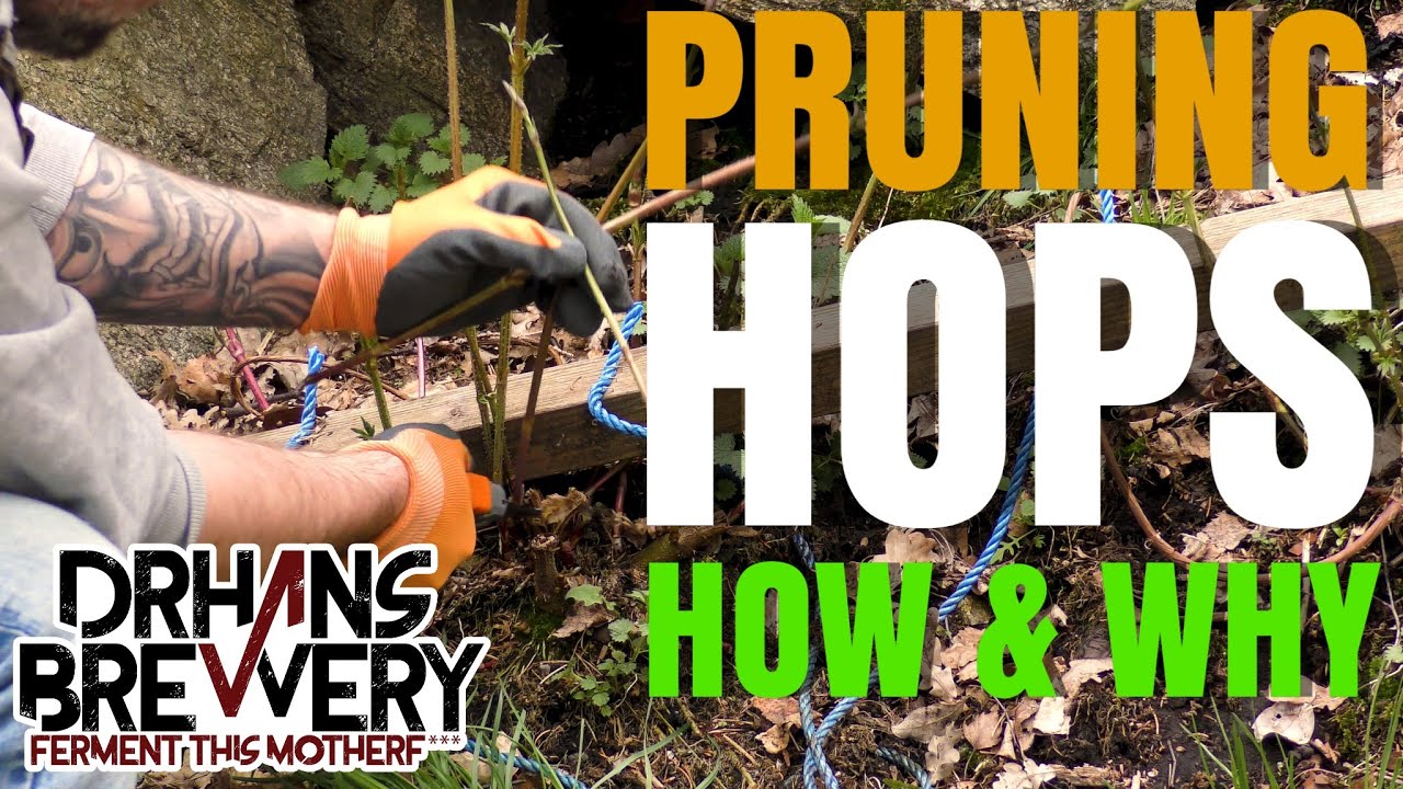 Pruning Hops, how and why - Hop Growing 101 part 1