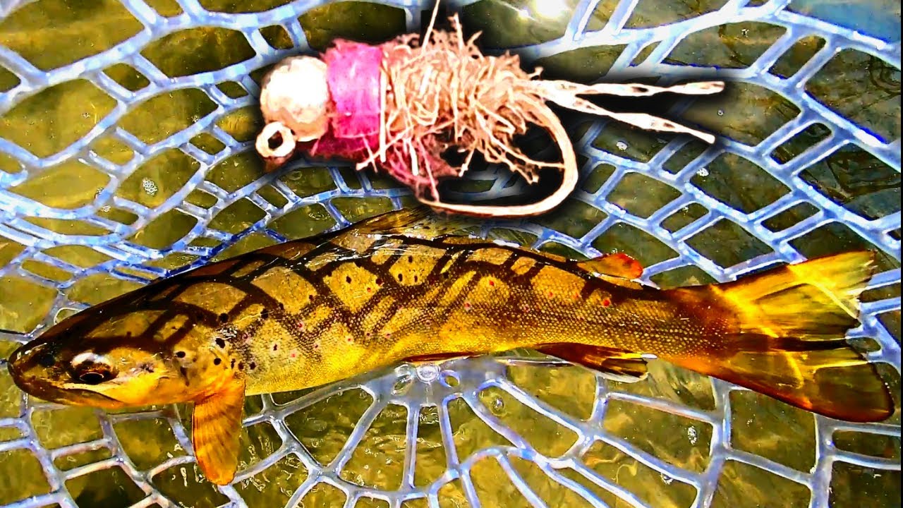 The MAGIC Of A Pink Squirrel! TENKARA FLY FISHING Featuring the HELLbender! #テンカラ #tenkara #fishing