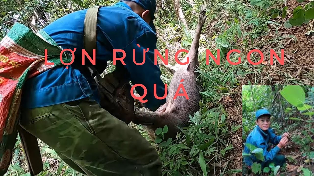 đánh bẫy lợn rừng hiệu quả cao đơn giản / khám phá núi rừng