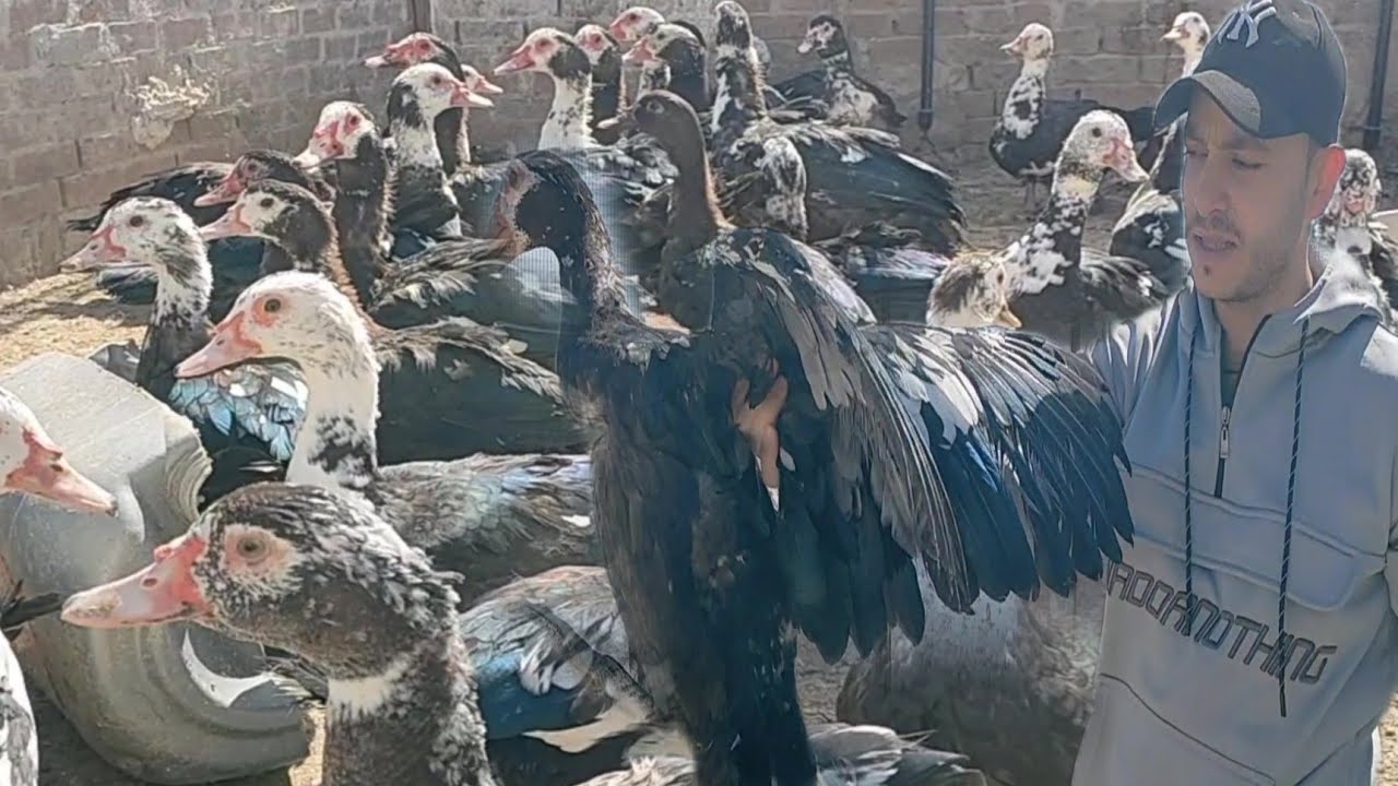 بيع البط المسكوفى باعلى الاوزان والسعر مفاجأة للجميع 