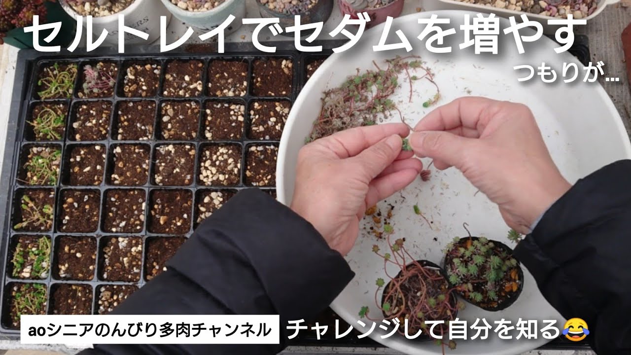 [379][多肉植物]多肉事いろいろ😅2026年2月10日