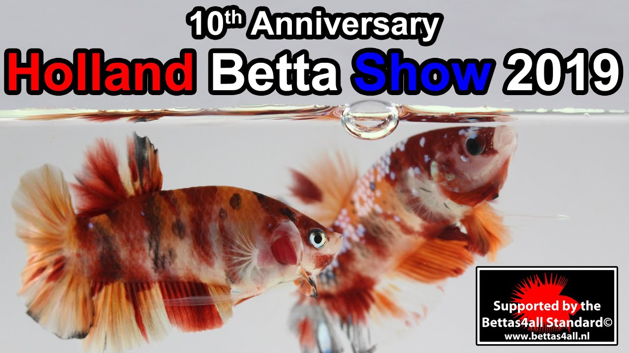 Holland Betta Show 2019 - 10th Anniversary!
