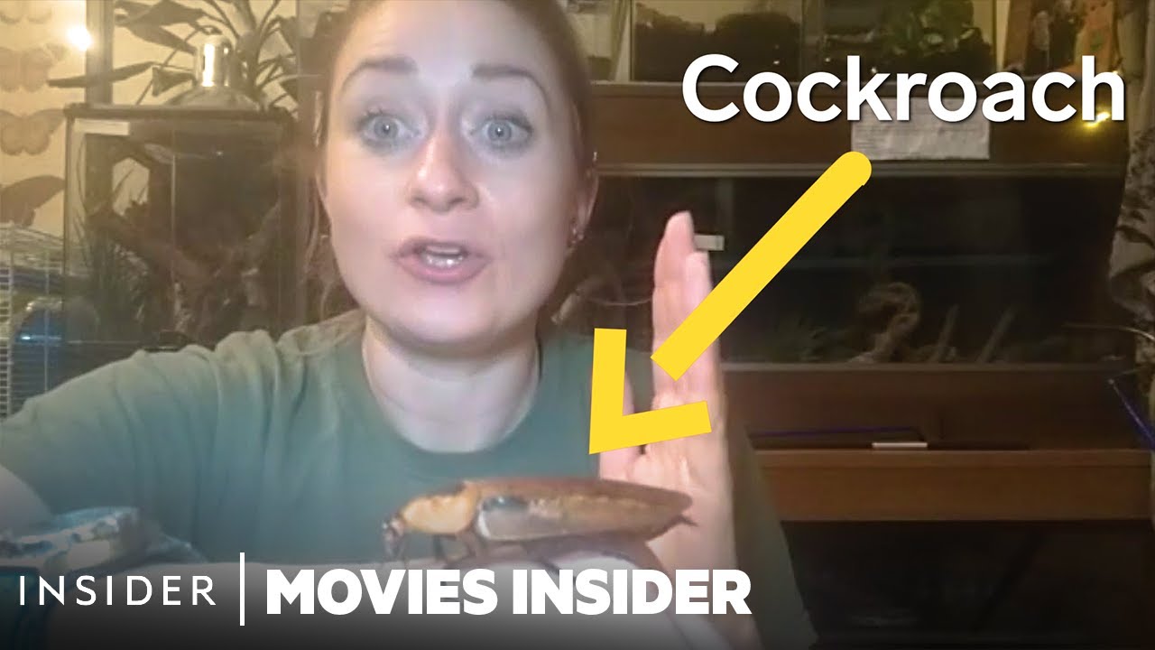 How 10 Different Animals Are Trained For Movies & TV | Movies Insider