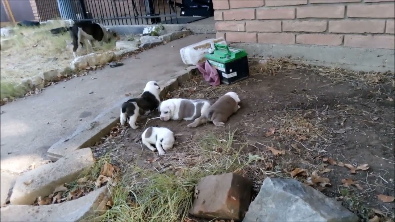 Lady an Big Boy Max spend time with Buster puppies 2