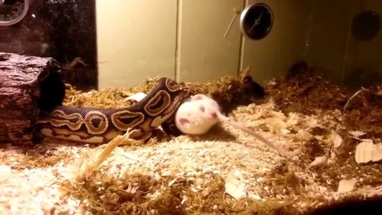 Ball Python Feeding Strike