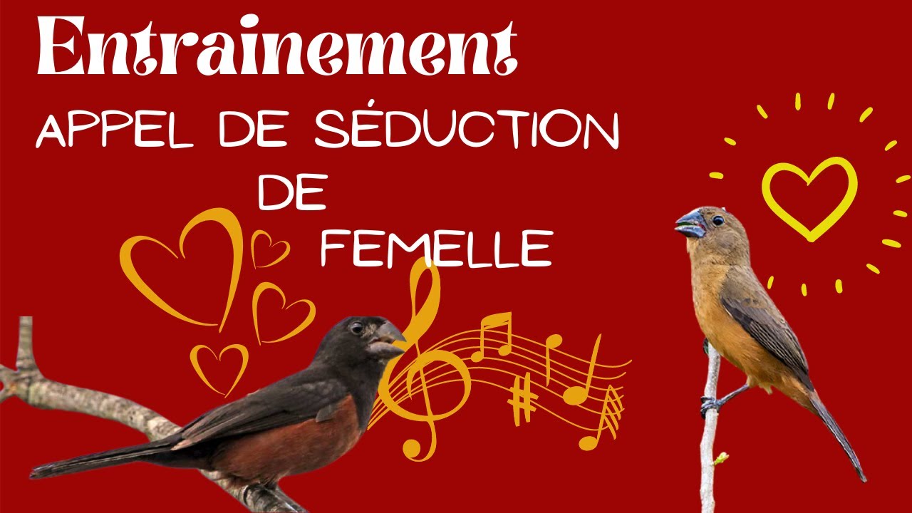 Appel de femelle, entrainement et séduction