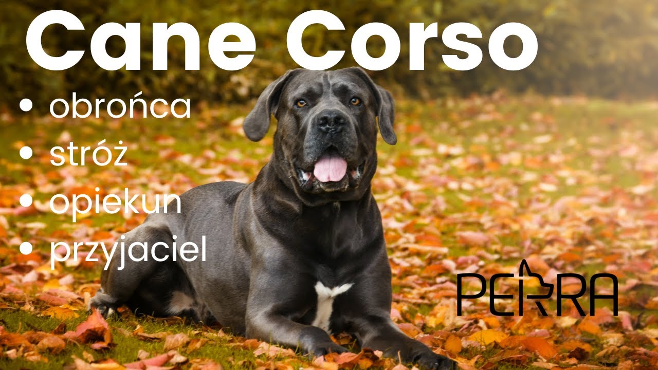 Cane Corso - co musisz wiedzieć zanim się zdecydujesz