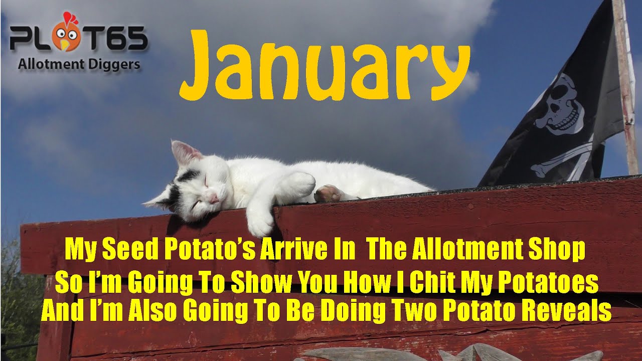 This Years Seed Potato's And Onions Arrives On The Allotments