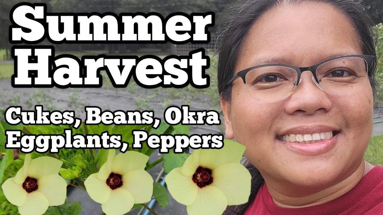 Summer Harvest of Cucumbers, Beans, Okra, Eggplant, and a Quick Garden Tour