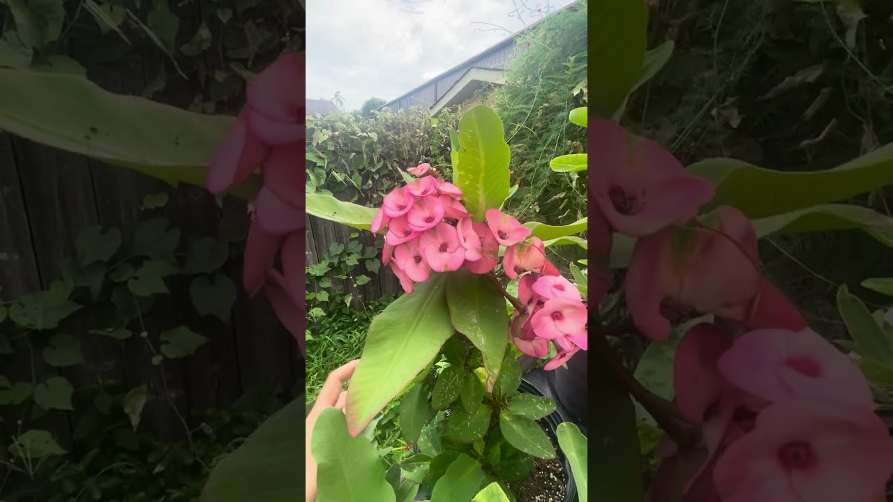 7/20/25 como va el progreso de mis coronas de Cristo o euforvia mily bendiciones 🙏🏻♥️