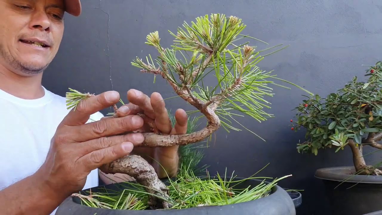 Pinus elliottii- dicas e procedimentos