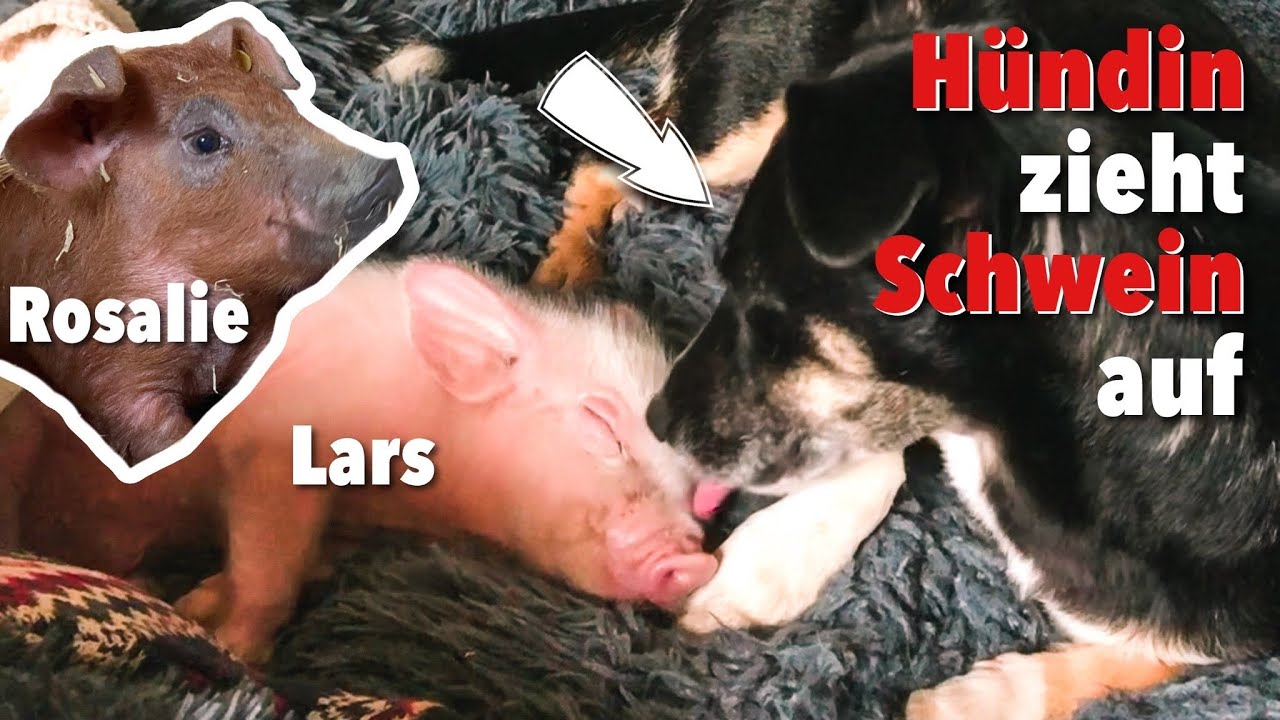 Die Geschichte der Baby-Schweine Rosalie und Lars auf Hof Narr