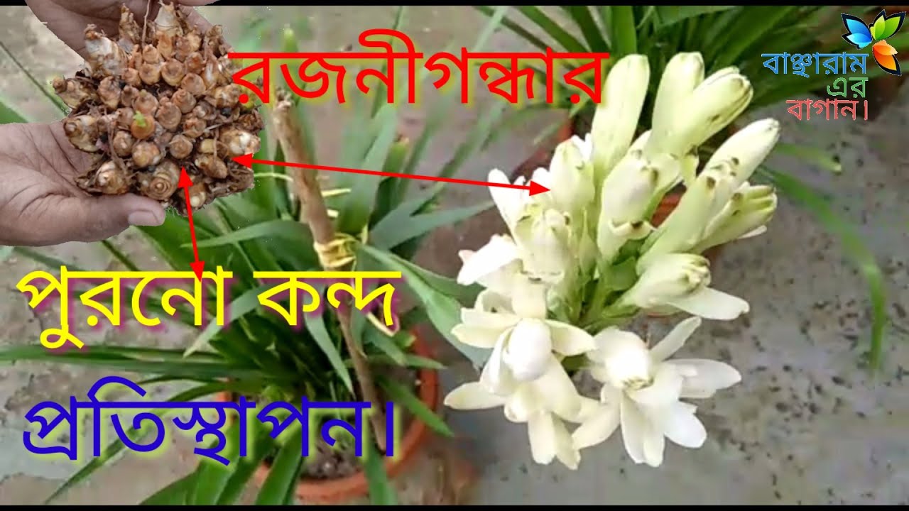 রজনীগন্ধার পুরনো কন্দ নতুন করে প্রতিস্থাপন।/How to grow tuberoses./রজনীগন্ধার যত্ন।