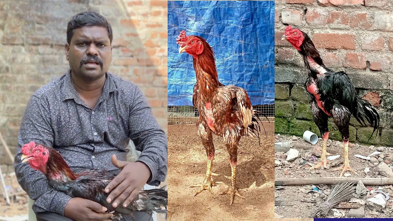 Sandai Seval Information | Saavi