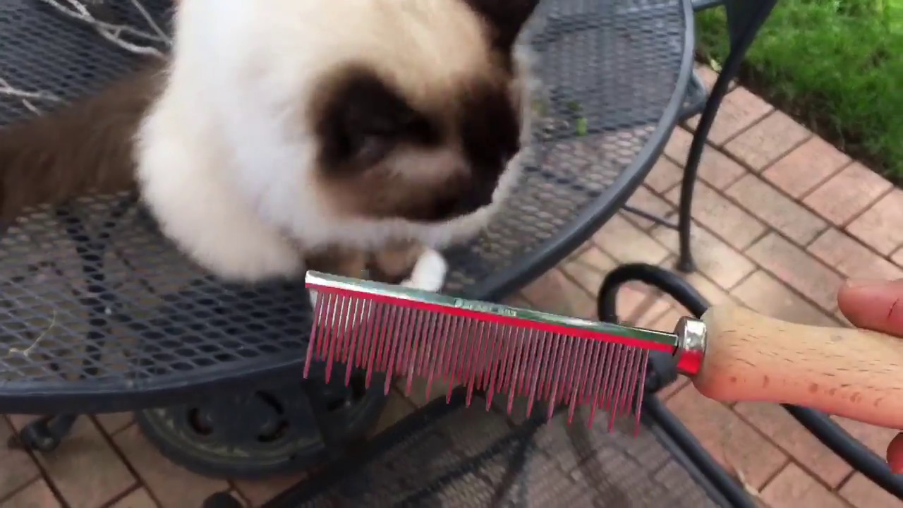 Best Cat Shedding Comb - Combing Ragdoll Cats with the Safari Comb - Floppycats