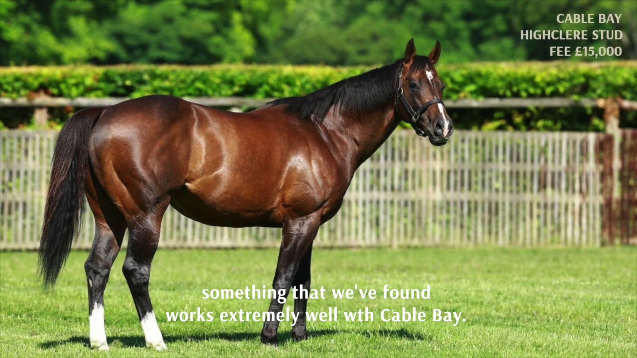 Highclere Stud - A virtual visit (Spring 2020)